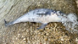 FOTO Na plaži otoka Paga pronađen mrtav dupin
