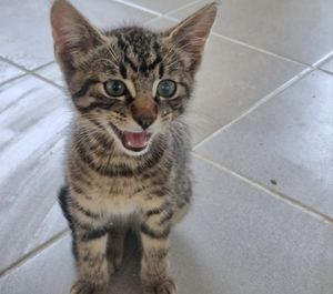 U porečkom skloništu za mačke, čekaju mačići za udomljavanje