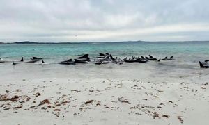 Uginulo više od 50 bjelogrlih dupina koji su se nasukali na udaljenoj plaži