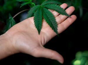 Kod Zadra policija zaustavila vozača bez vozačke, a suvozač mu bila biljka marihuane!