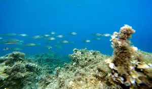 Zbog ekstremnih temperatura ribe u Jadranskom moru se ‘kuhaju i počinju se čudno ponašati’, tvrde stručnjaci