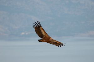 Veličanstveni bjeloglavi supovi nad klisurama Kvarnera