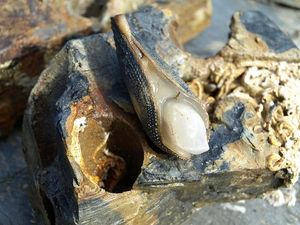 U Rovinju postavljen info pano o zaštićenom školjkašu kamotočcu Pholas dactylus