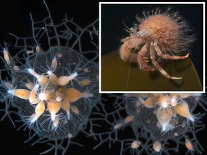 Kako sićušna morska životinjica tijekom svog života  proizvodi neograničeni broj jajašaca i spermija