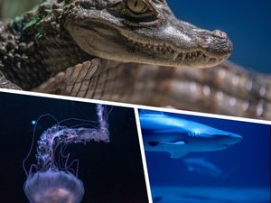 Posjetitelji Aquariuma Pula ovo ljeto mogu hraniti morske pse, meduze ili pak kajmane