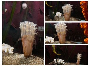 Beba plemenite periske u Aquariumu Dubrovnik pravi društvo morskom konjicu