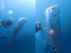 Ronioci snimili divovsku ‘ribu sudnjeg dana‘ - Legenda kaže da nagoviješta potres