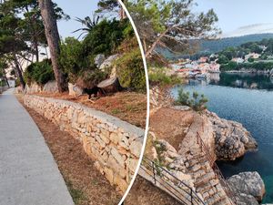 Kako to da se na obali ne ruše stabla uslijed velikih naleta vjetra? - Evo što kaže stručnjak