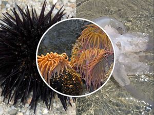 Prva pomoć na moru - Što kad vas opeku ili ubodu meduza, vlasulja ili ježinac?