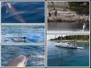 Samotni obični dupini u Riječkom zaljevu i kod Raba izdvajaju se iz grupa i ponašaju neuobičajeno