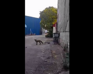 VIDEO Lisica snimljena kako se šulja po Uljaniku