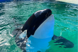 Zbogom, Lolita! Uginula jedna od najstarijih orki u zatočeništvu