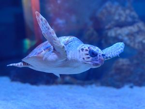 Pulski akvarij oduševljava turiste - Morski psi, piranje, bradate agame i još mnoge druge vrste