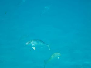 Kod rta Kamenjak uočena vrsta koja kupače može bockati, no za ribe je prava poslastica!