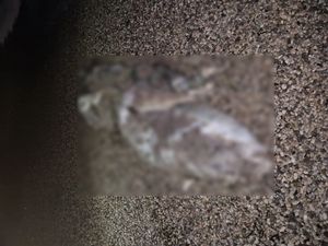 FOTO/VIDEO More u Komiži na plažu izbacilo – kravu!