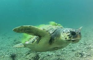 Kornjača i dalje na Čiovu, mještani tvrde: 'Ugrizla je četiri kupača, situacija nije ugodna'