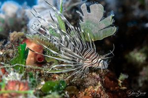 Stručnjaci upozoravaju na nove jadranske vrste: "Imamo predatora s vrlo otrovnim ubodom!"