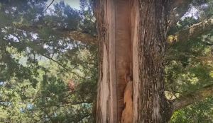 Ovako izgleda stablo u koje je udario grom!