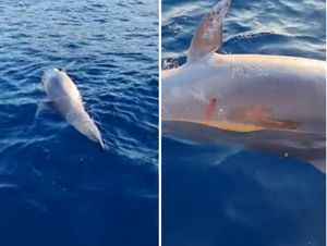 Kod Šolte upucan dupin