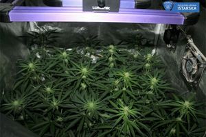 U Umagu uzgajao indijsku konoplju u šatoru i u ormaru