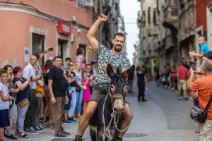 Prijave za jahače na tovarima još uvijek su u tijeku - "Bumbarska fešta" po 55. put u Vodnjanu