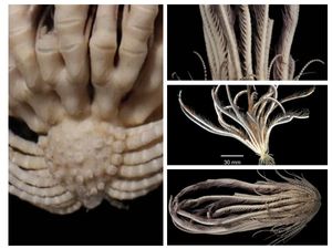 Znanstvenici pronašli novu morsku vrstu - Stvorenje ima 20 krakova