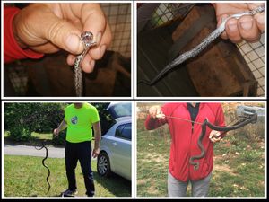 Spasilačka ekipa za zmije koja pokriva cijelu Hrvatsku: "Zakon se zaobilazi, sve je na nama, a one su budne"