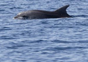 FOTO Ponovno je viđena Vivi – ‘Kraljica skokova viških voda’