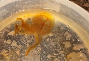 Meduza Morska mjesečina ovog ljeta je opekla priličan broj kupača zadarskog akvatorija