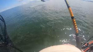 VIDEO Na udicu mu se zakačila bijela psina - Prestravljen, izvadio je nož i prerezao najlon