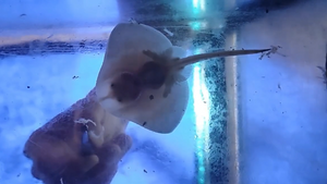 VIDEO Dvije raže zvjezdopjege prvi put izvaljene u pulskom akvariju