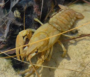 Projekt “Čuvajmo raka” - Cilj je istražiti razloge smanjenja populacije ove vrste