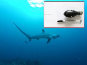 Talijanski znanstvenici traže uređaj koji se odlijepio s morskog psa kojeg su pratili u Jadranu