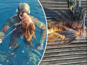 Invazija otrovnih vatrenjača na Jadran se nastavlja - Stručnjaci savjetuju: "Čuvajmo hobotnice i kirnje, jer oni ih jedino mogu kontrolirati!"