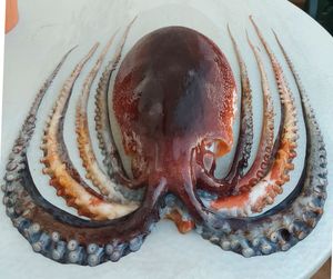 MUJAČA Rijetko velik primjerak glavonošca sličnog hobotnici, uhvaćen kod Visa