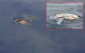 VIDEO Nakon što su ugledali golemu uginulu životinju, razveselio ih predivan prizor u Viškom kanalu