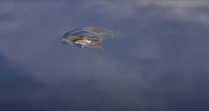 Obitelj dupina snimljena u Viškom kanalu