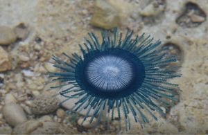 Devetogodišnjak otkrio novog stanovnika Jadrana