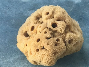 Morske životinje stare 600 milijuna godina prehranjuju samohrane majke iz Zanzibara