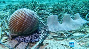 Spektakularna snimka puža bačvaša koji polaže jajašca u podmorju NP Mljet