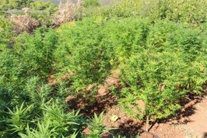 FOTO Policija na Visu pronašla plantažu marihuane!