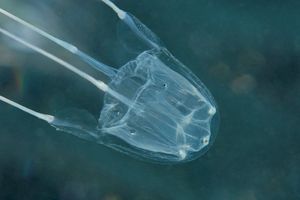 U medulinskoj luci uočena mediteranska morska osa, jedini pripadnik razreda kubomeduza koji obitava na Mediteranu