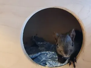 Malene vjeverice Bim, Bam i Bum trebaju kućice kako bi preživjele zimu