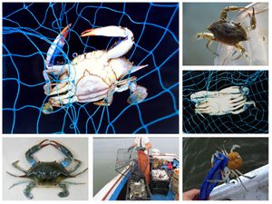 "Invazivne delicije" – Što se sve nalazi u mesu 'opakog' plavog raka