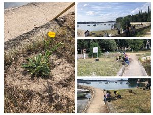 Rovinjski srednjoškolci očistili i ogradili prostor na kojem raste žuti mak - Ima status ugrožene vrste i strogo je zaštićen