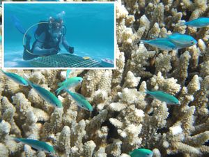 Umjetna inteligencija i koraljni grebeni - Spoj koji bi mogao imati veliku ulogu u spašavanju ovih izrazito bitnih staništa