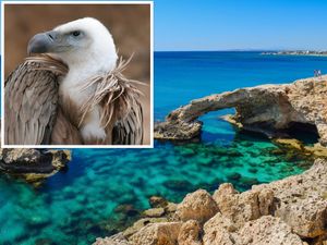 U Cipru puštaju ugrožene supove u svrhu povećanja njihove populacije