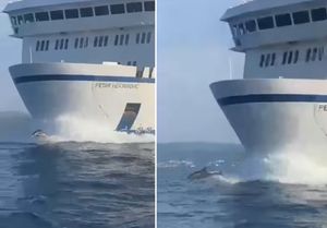 VIDEO Skupina dupina se zaigrala ispred Jadrolinijinog trajekta u Bračkom kanalu