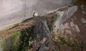 Fekalije u bračkoj uvali Osibova, ispod resorta Gava