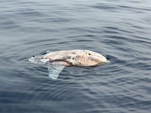 Skupina nautičara naišla na lešinu goleme ribe